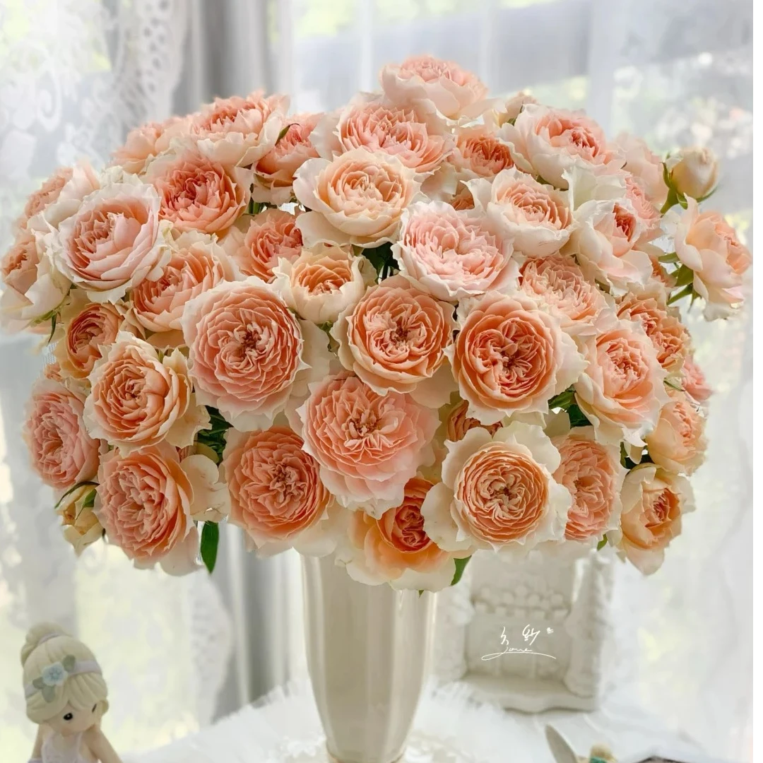 多头杏色拉拉队玫瑰鲜切花云南鲜花基地直发顺丰