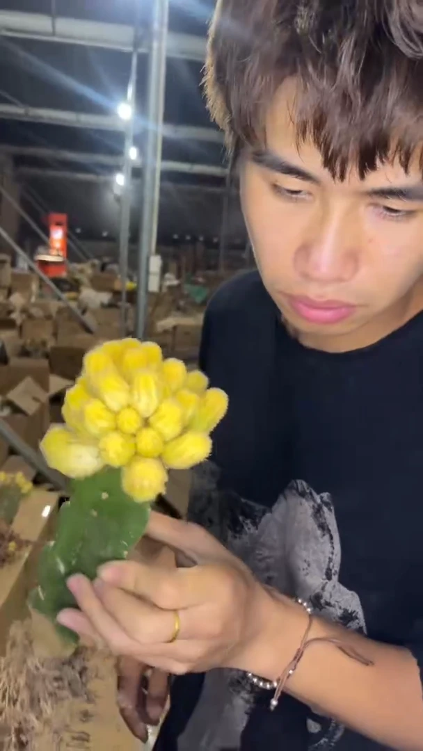 大号 红山吹【嫁接】