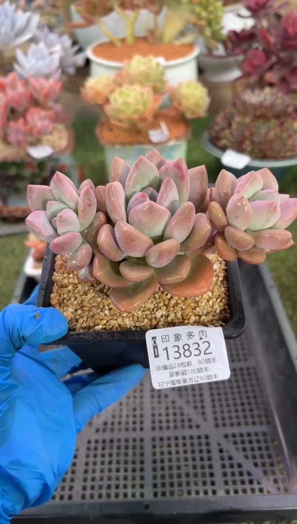 【闪购商品】13832