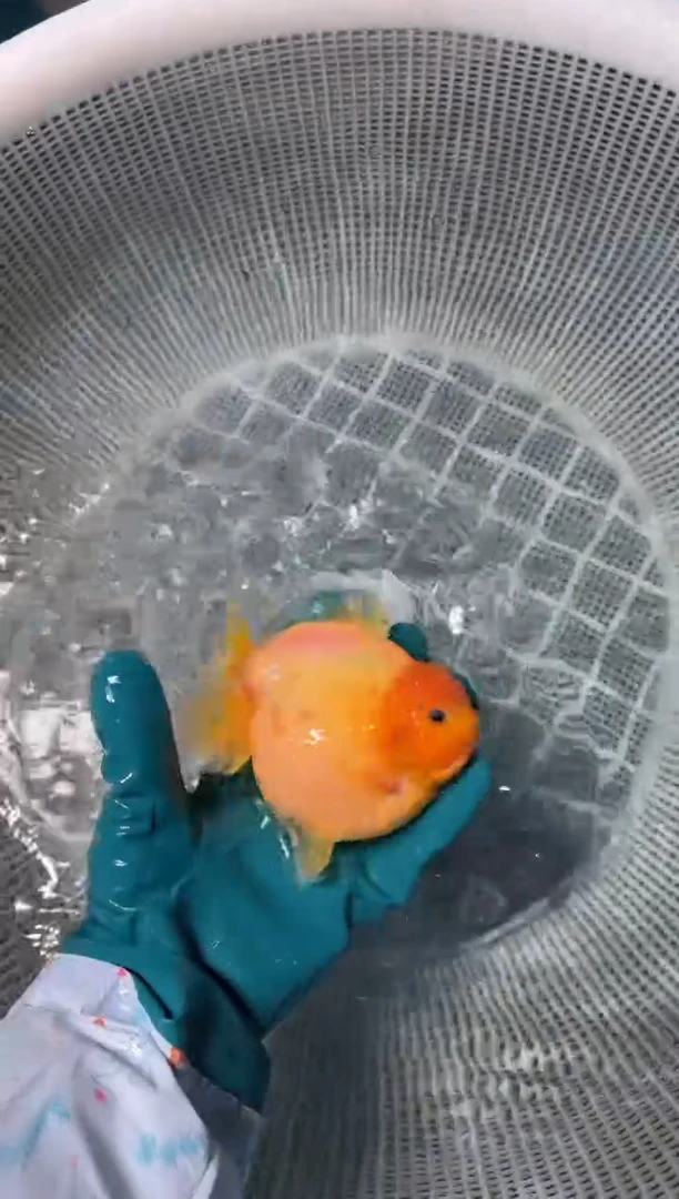 狮头鱼拍包装费，一包两条，没拍运费到付。