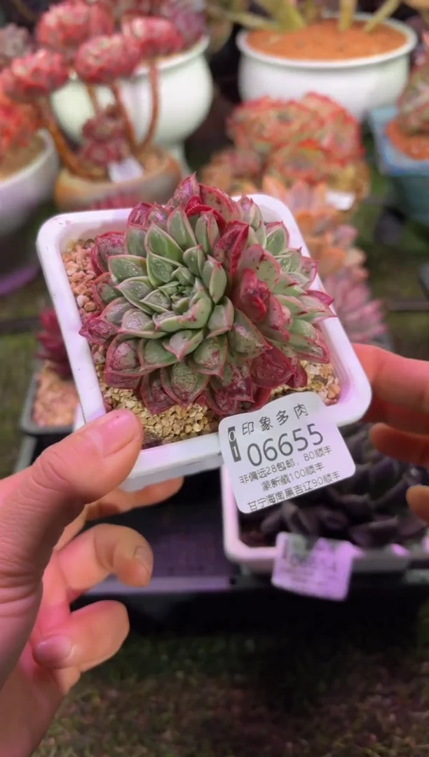 【闪购商品】06655