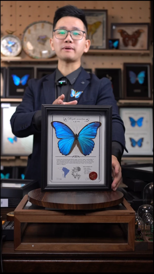 大蓝闪蝶17厘米展翅竞拍F188
