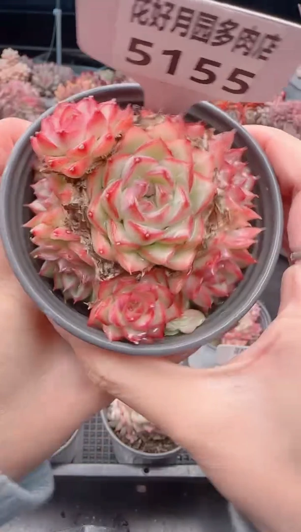 【闪购商品】5155.