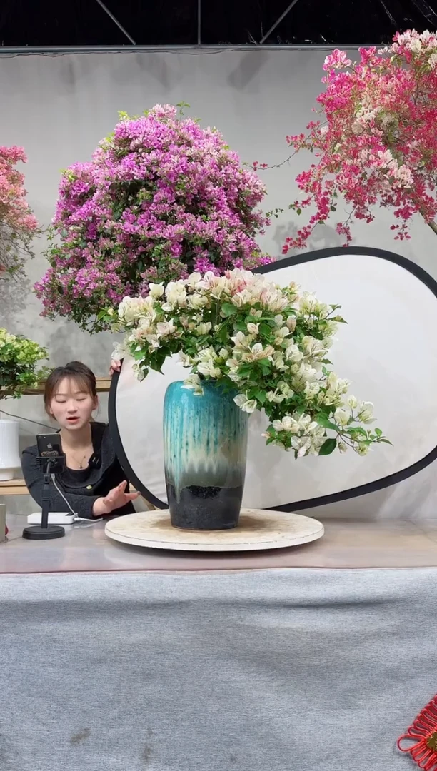 【闪购商品】盆景漳红缨