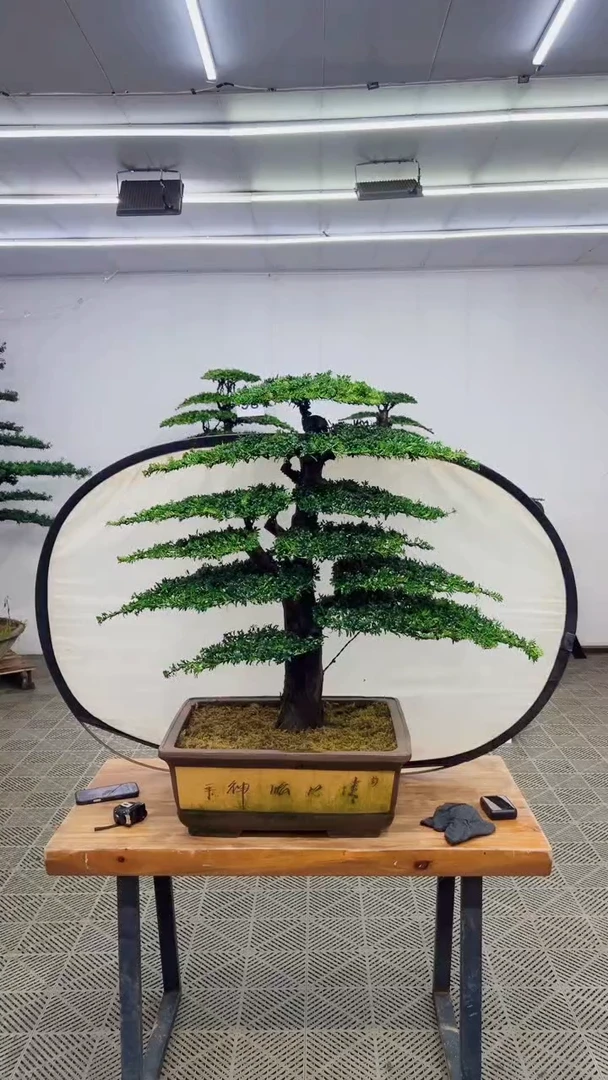 无花朵一物一拍一物一拍