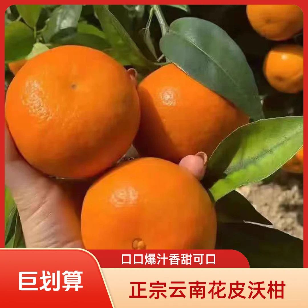 云南沃柑新鲜现摘多汁香甜应季水果坏果包赔【果园直发】