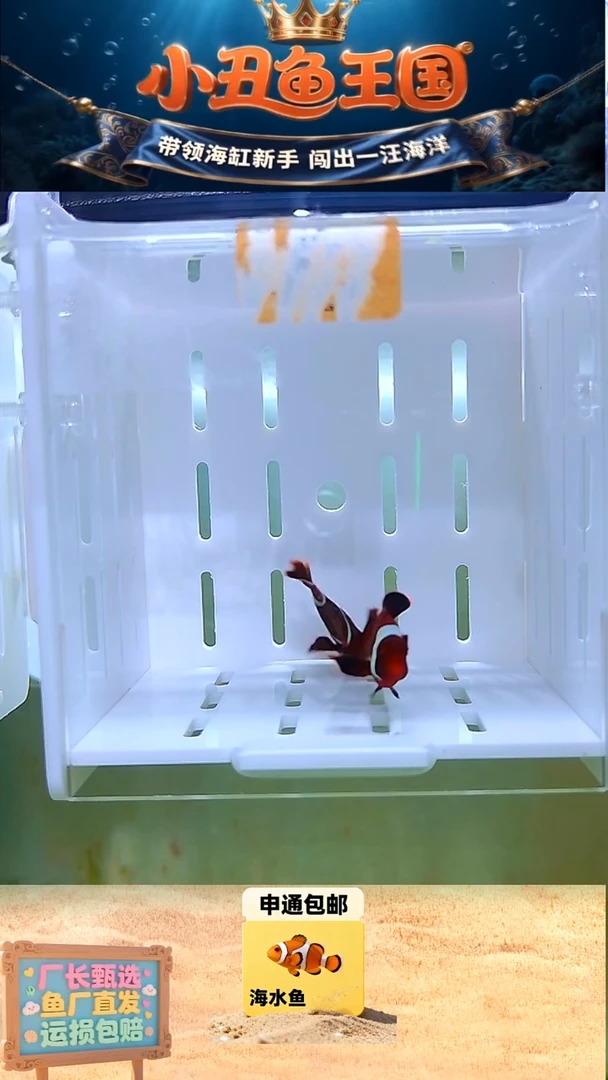 海水鱼一对金透红