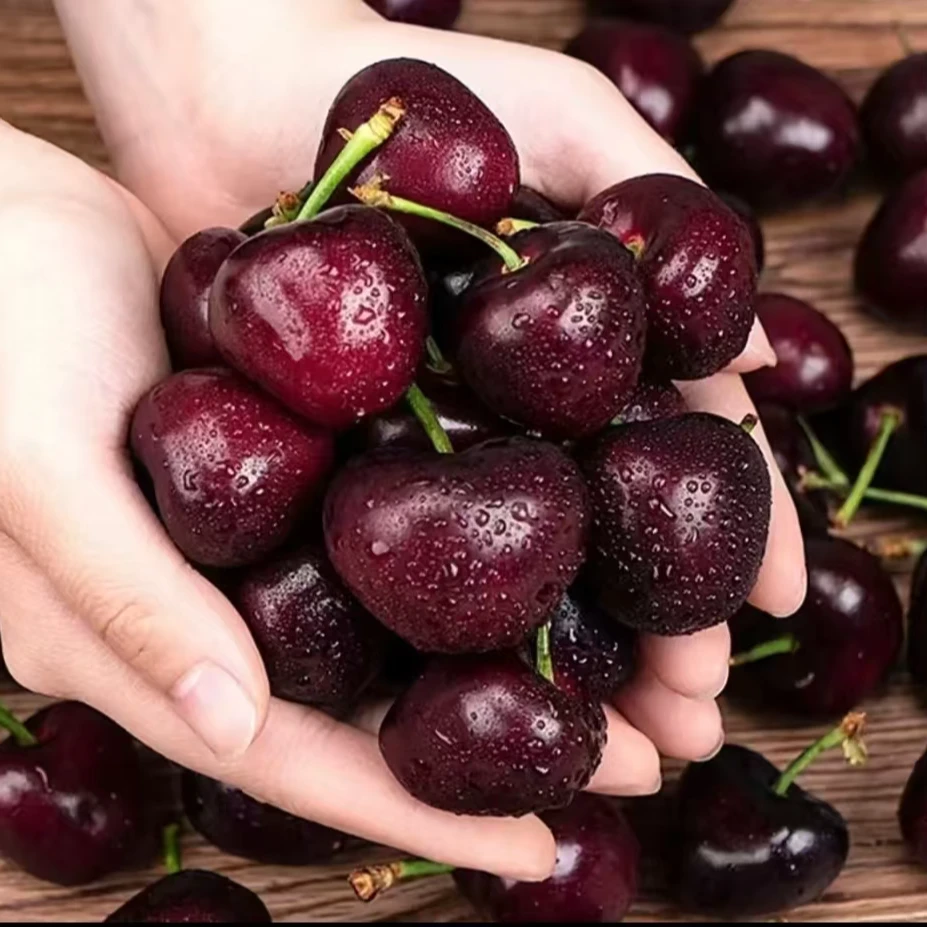 京东新鲜空运智利桑提娜车厘子J-4J进口水果鲜脆多汁内附果径卡