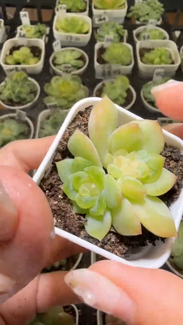 1376  谪仙多肉植物