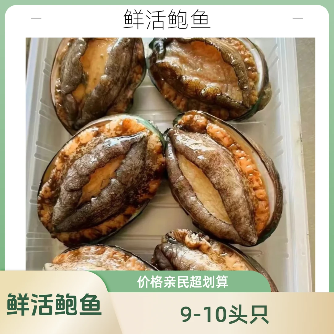 鲜活鲍鱼单只