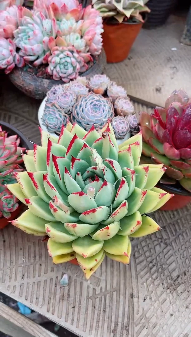 【闪购商品】25111