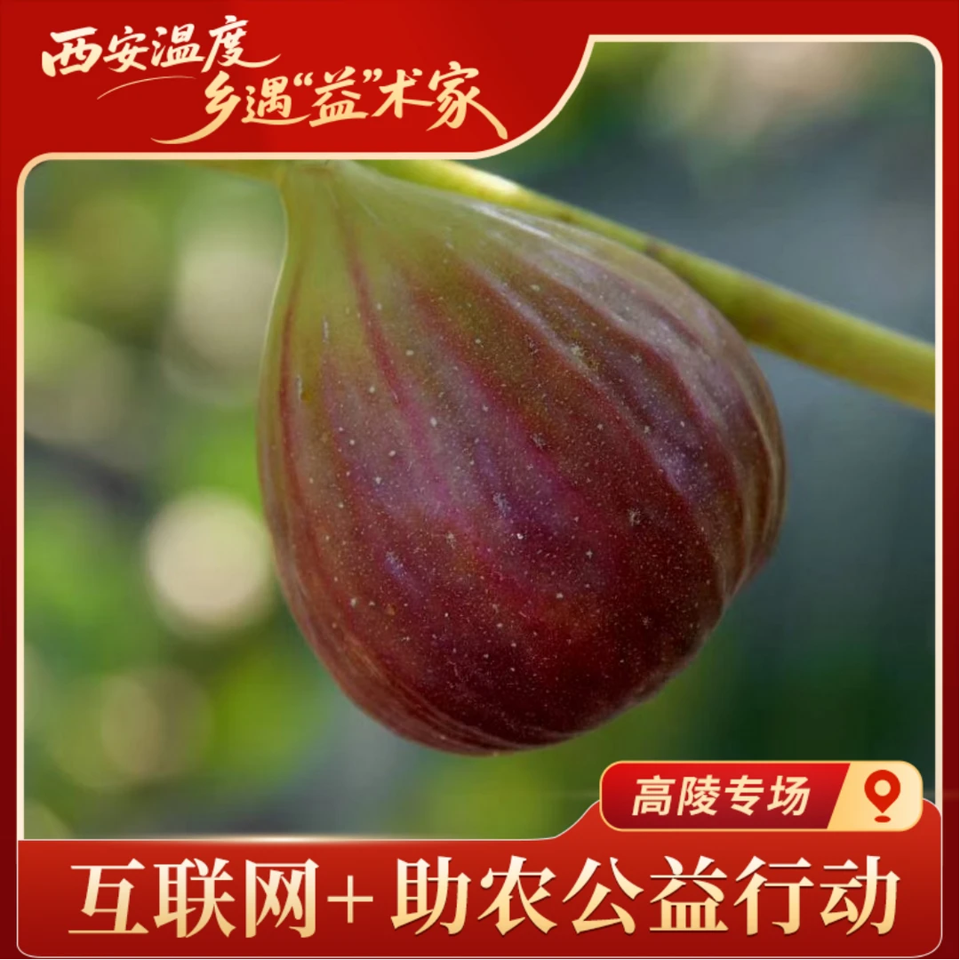 【助农甄选】 富硒无花果 应季水果 新鲜无花果 （顺丰空运）