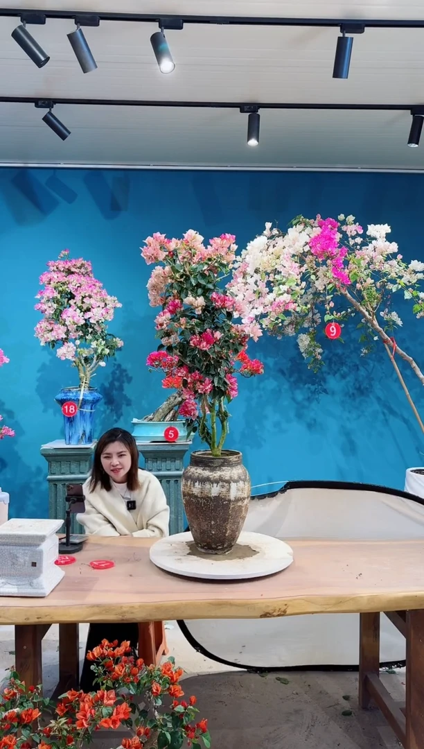 无花朵?**儿金娆三角梅