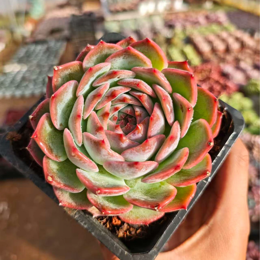 精控卡洛琳 拾忆多肉 好养阳台多肉植物