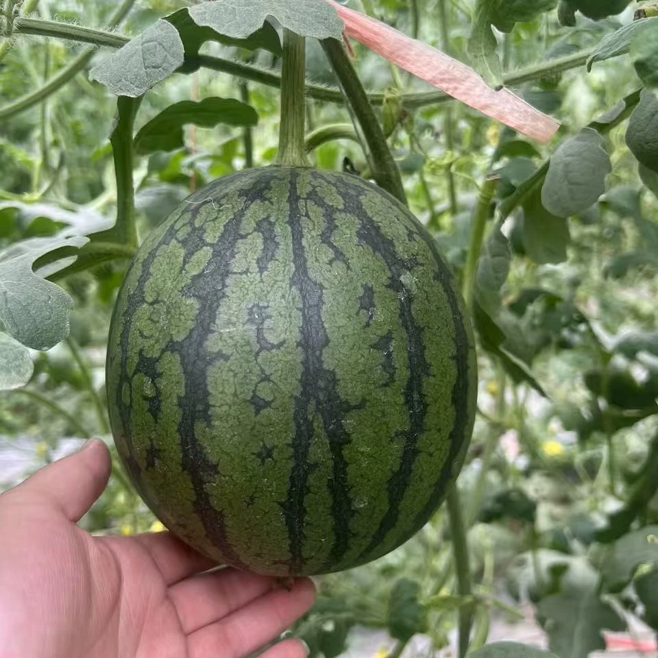 【顺丰包邮】珍珠红西瓜薄皮可手剥（6个装）