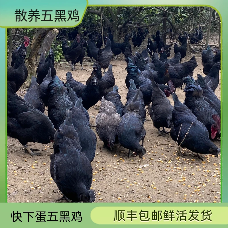 散养乌骨鸡母鸡肉质鲜美农家走地鸡五黑五黑鸡