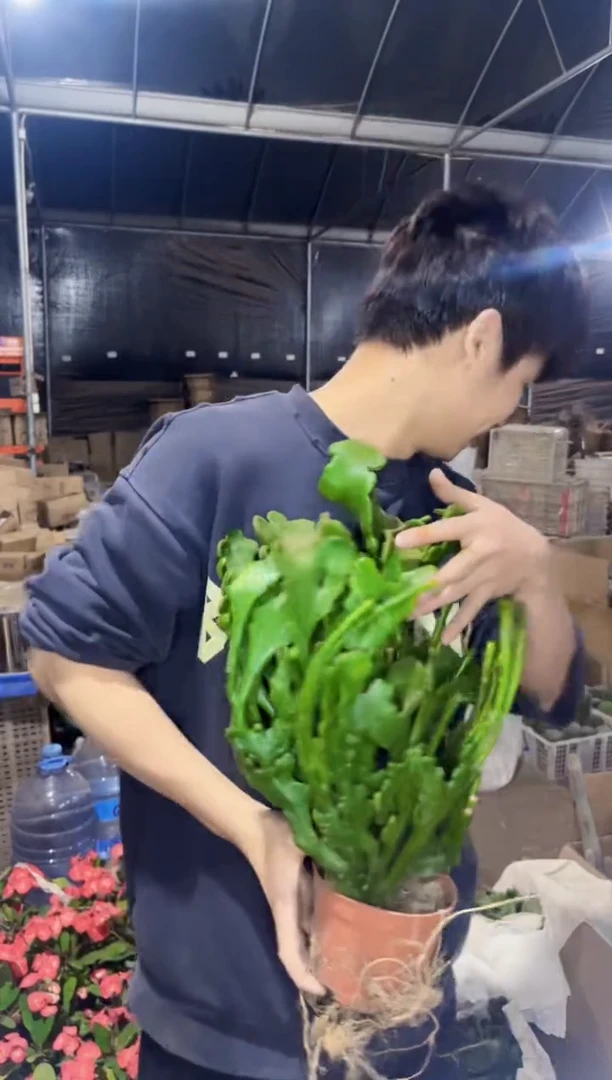 【闪购商品】大号 彭珊瑚