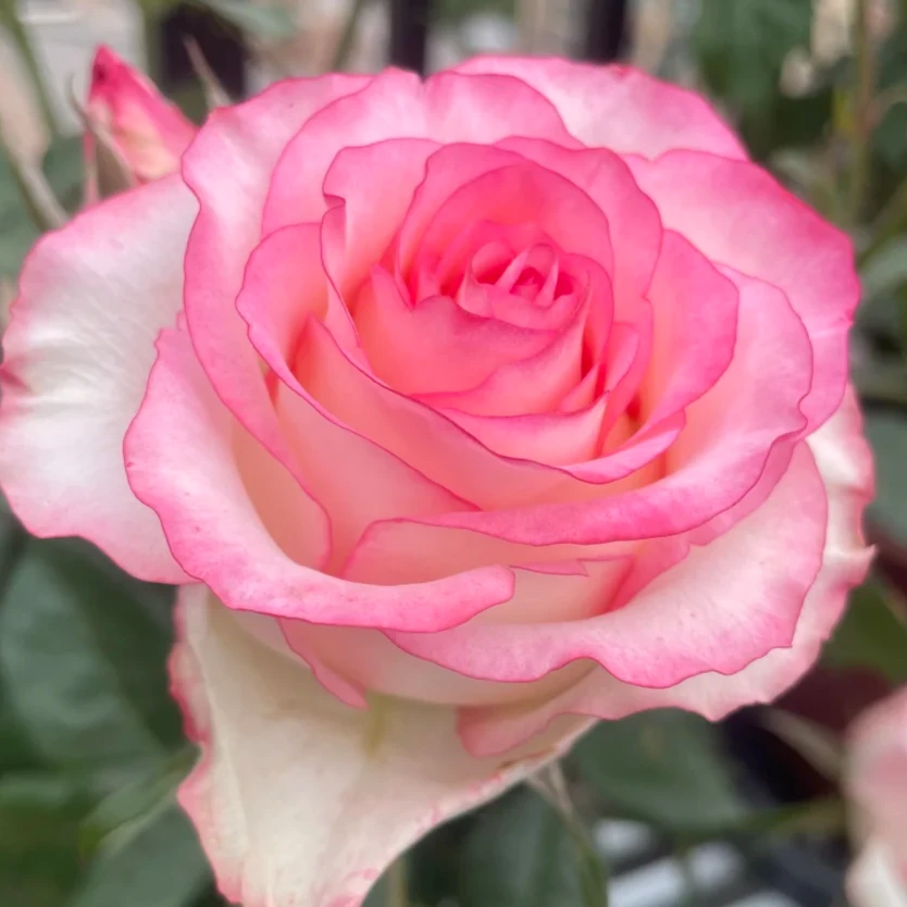 【1加仑】随机四季开花露天苗月季花盆栽灌木藤本