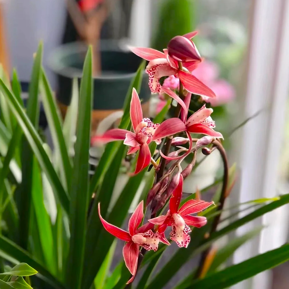 【韩国小姐】兰花四季墨兰建兰带花苞好养室内室外花卉绿植盆栽花