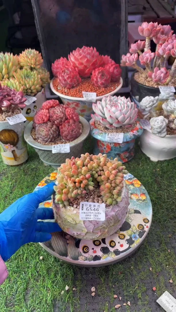 昆明印象多肉6546
