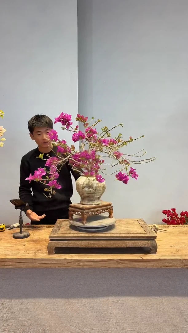 以实际为准三角梅13