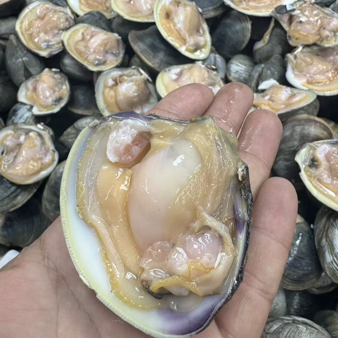 青岛近海花贝大个无沙品质10斤装包邮