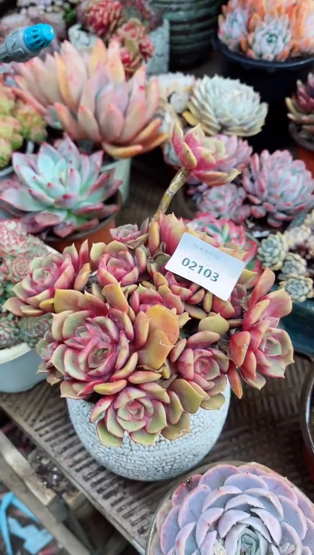 【闪购商品】02103