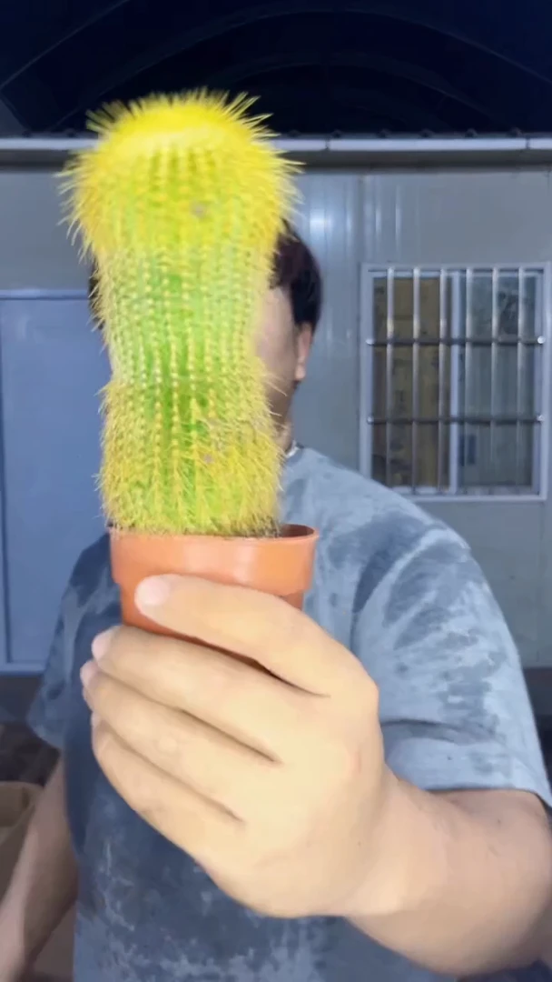 2颗 大单头 金丝猴【带根【