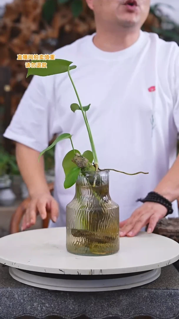 完全开放龟背+玻璃瓶