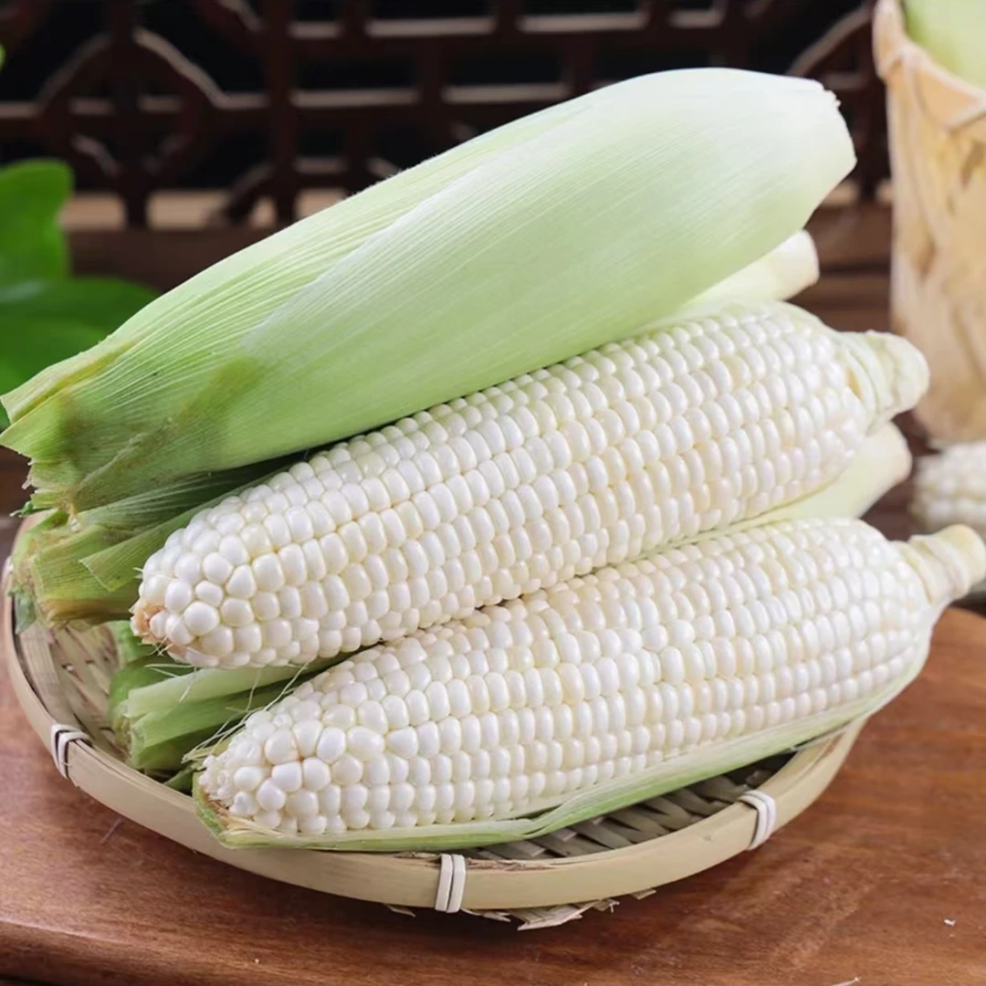 苏北头茬代餐糯玉米甜糯新鲜软糯香甜露天鲜玉米低卡轻食低脂蔬菜