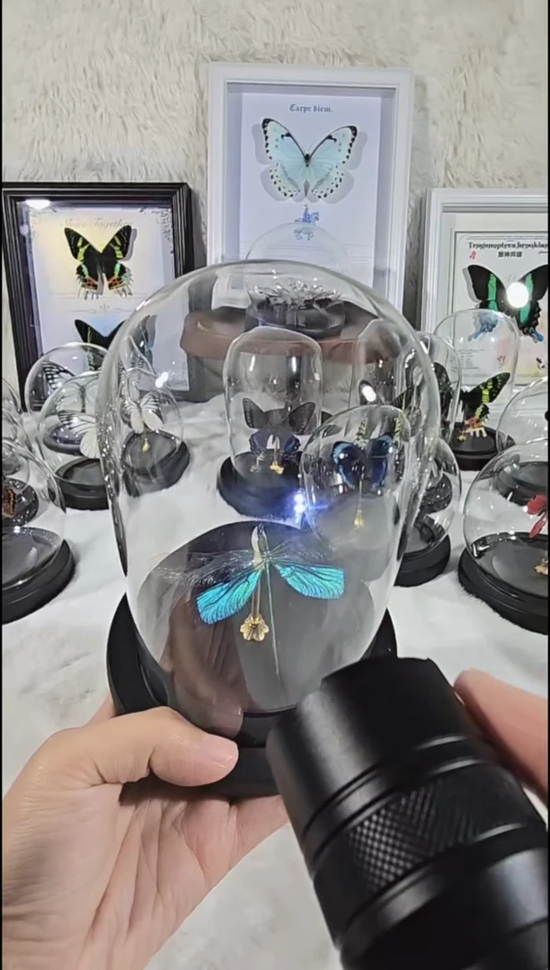蜻蜓玻璃柱真实蝴蝶标本送朋友