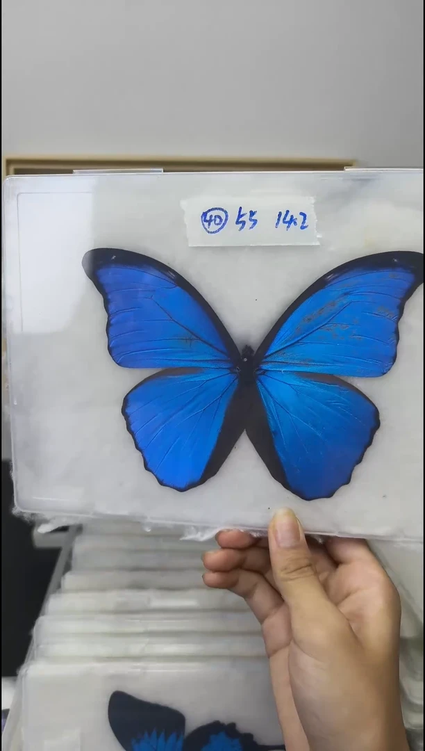 木展翅品一图一物压棉发货不退不换