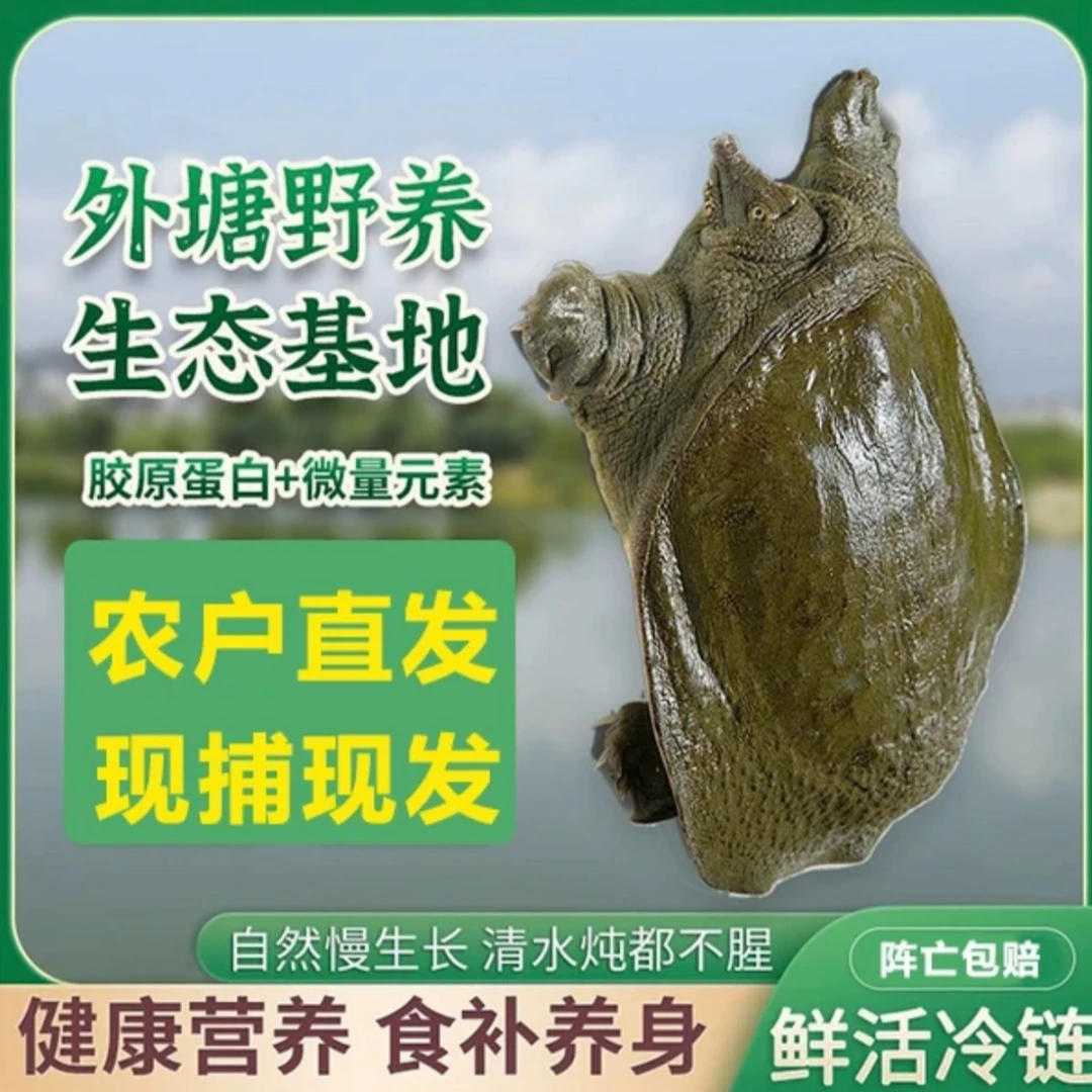 【5只装6-5斤】外塘甲鱼鲜活水鱼  包邮包活包鲜到家
