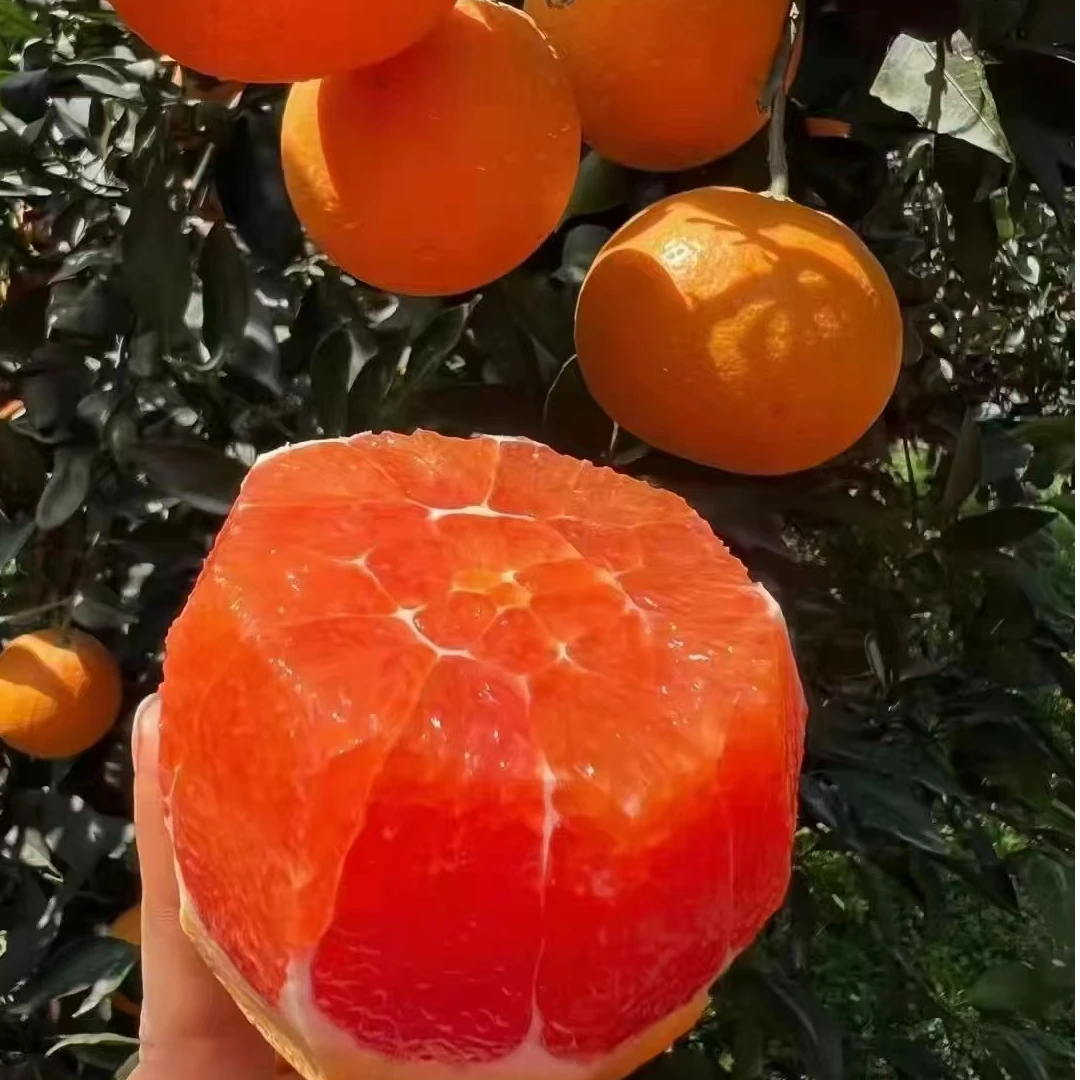 湖北秭归中华红橙血橙脐橙净重9斤现摘现发纯天然健康应季水果