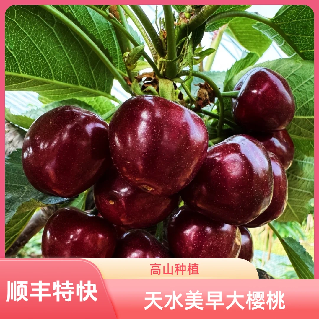 【甘肃省外拍】天水露天美早大樱桃产地直发现摘现发顺丰包邮
