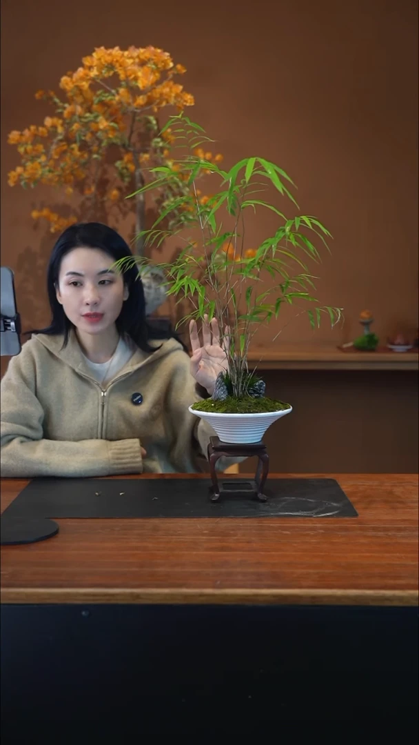 全部花朵内门竹盆景盆景