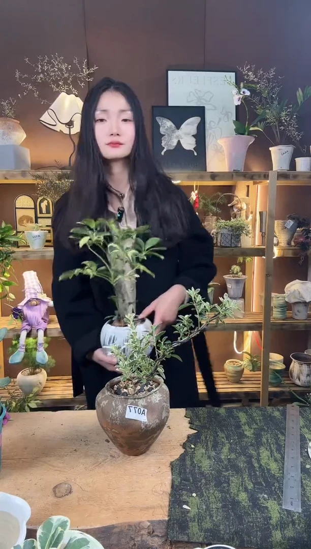 无花朵077金边六月雪加盆一套