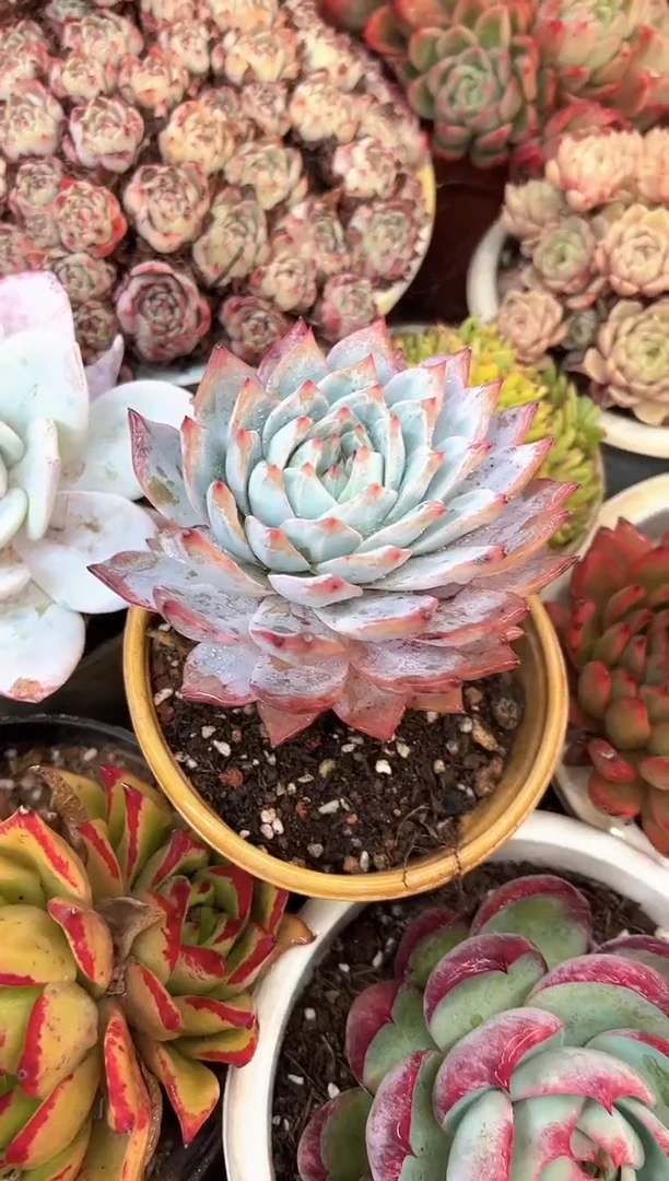 潇*6多肉植物一物一拍16394