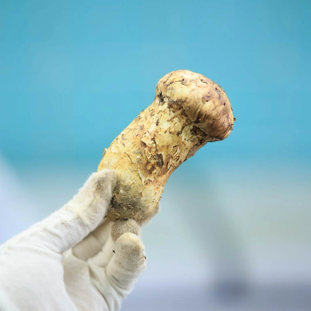 璐昕棠香格里拉新鲜松茸精选松茸