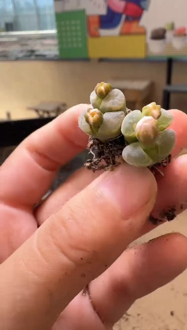 多肉植物肉锥生石花14-95