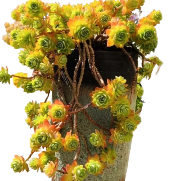 地栽圆叶薄化妆 好看好养 精品多肉植物 云南昆明发货