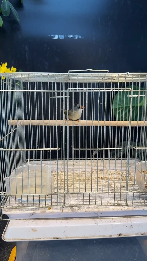 虎皮鹦鹉44号黑额凤眉养笼0元起拍