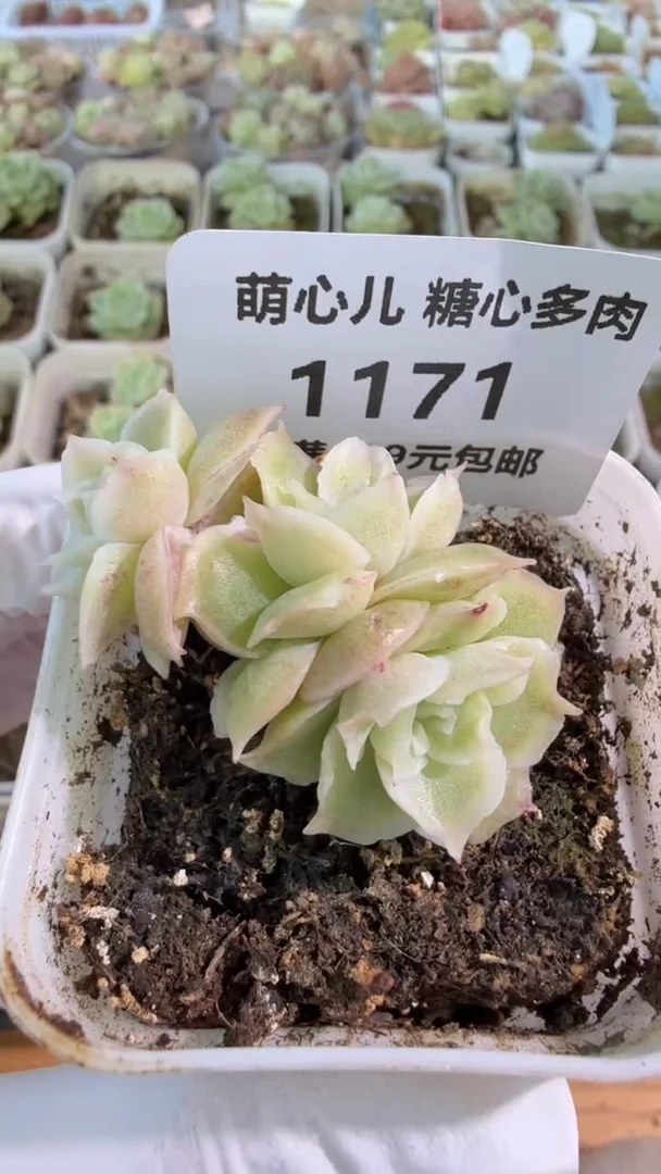 .****。1171 虾饺五方一盆