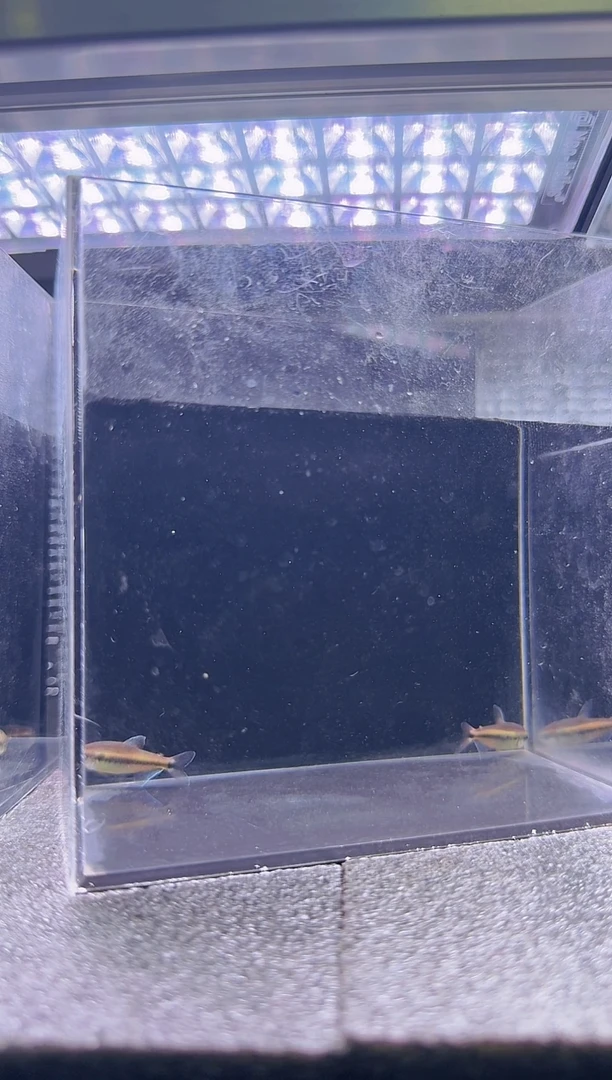 灯科鱼曾****e幻彩蓝魔