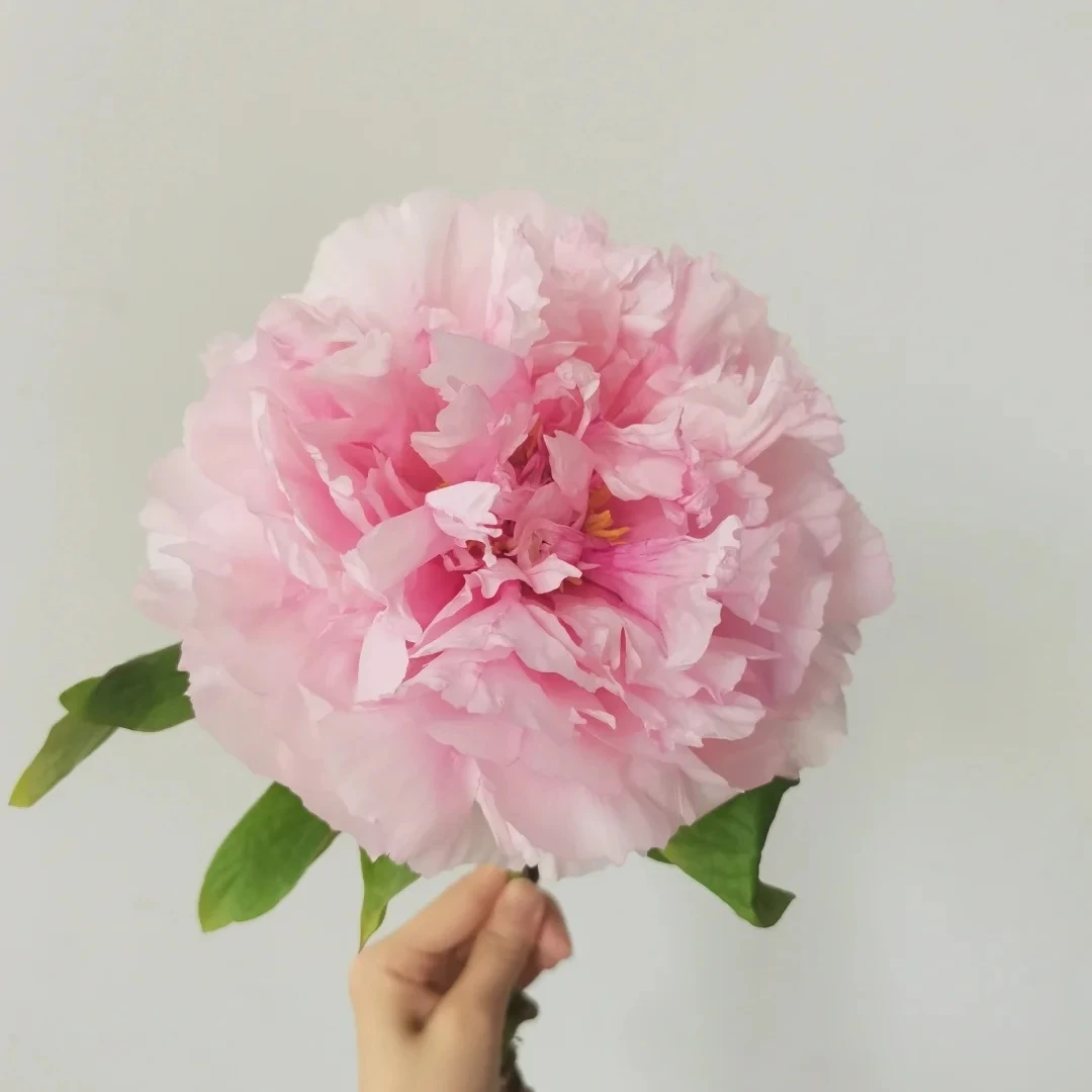 雪映桃花牡丹鲜切花应季花材顺丰包邮