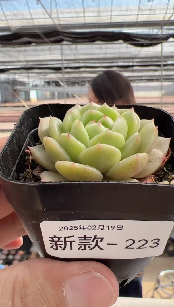 【闪购商品】新款多肉-223