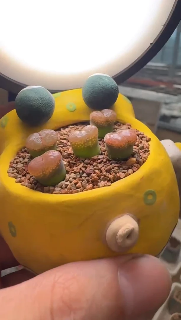 29-87多肉植物肉锥橘子汽水一颗