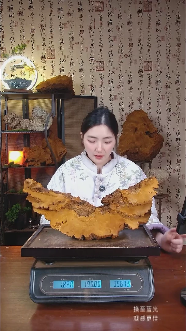 松针层孔菌中国大陆【藏区野生】松树桑黄（3.64斤）40-50年份