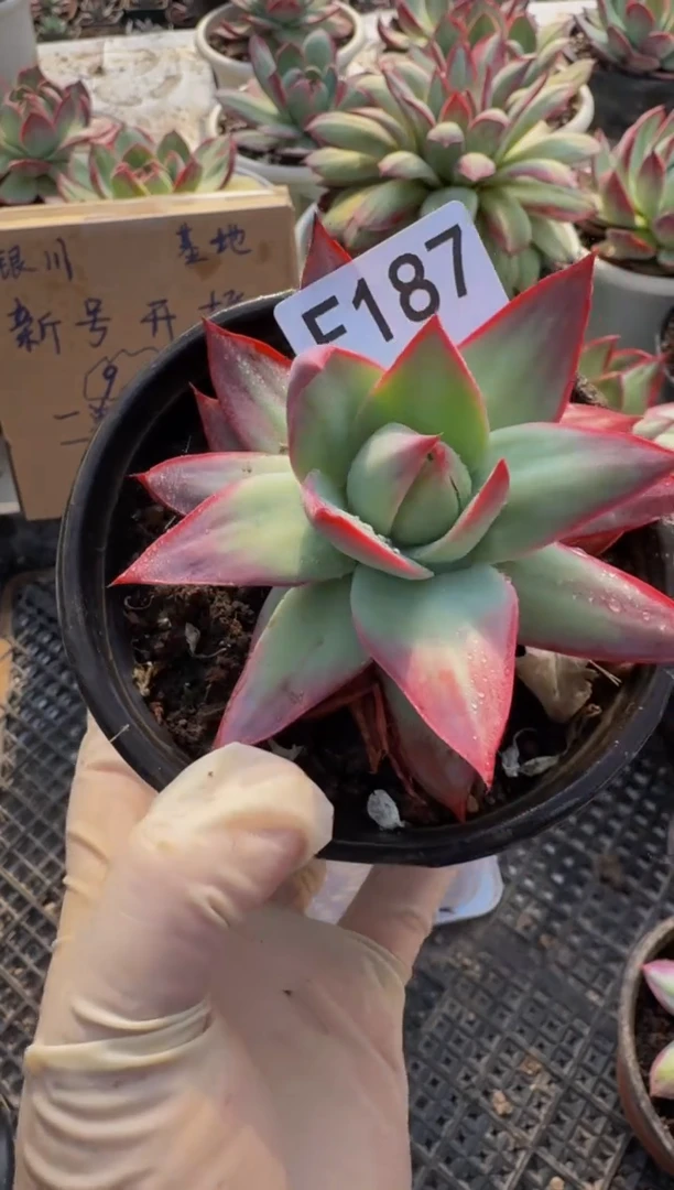 F187惊鸿仙子（裸根发货）