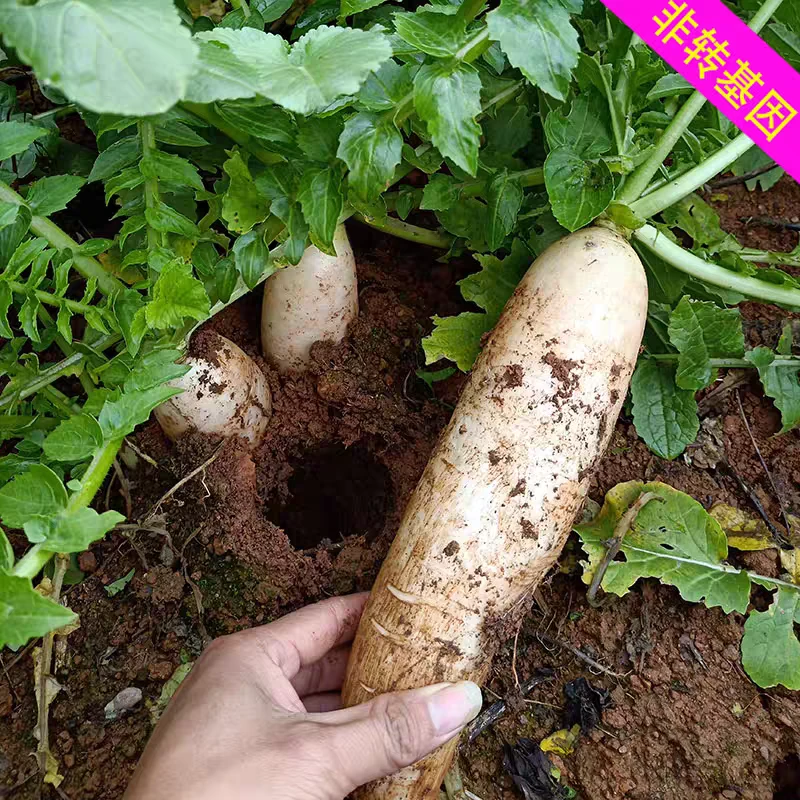 技术支持费送非转基因老品种蔬菜种子早熟白萝卜晚熟白萝卜种子籽